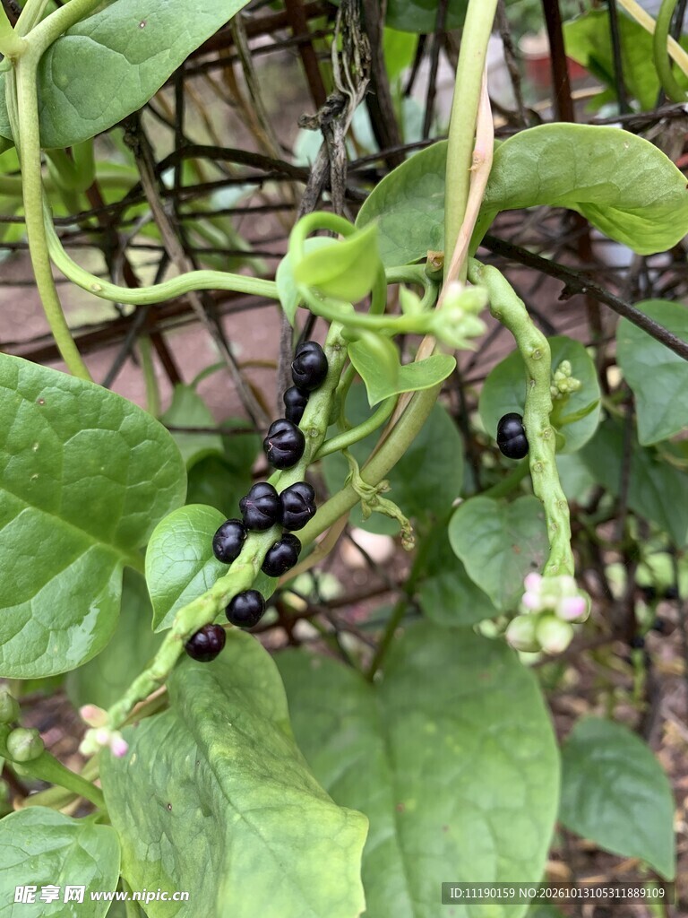 木耳菜