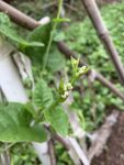木耳菜苗
