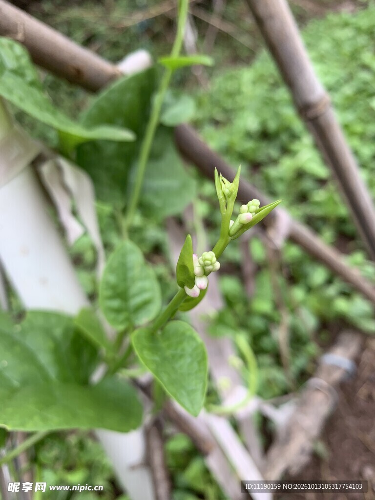 木耳菜苗