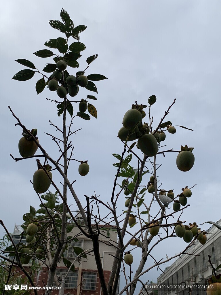 挂青果的柿子树