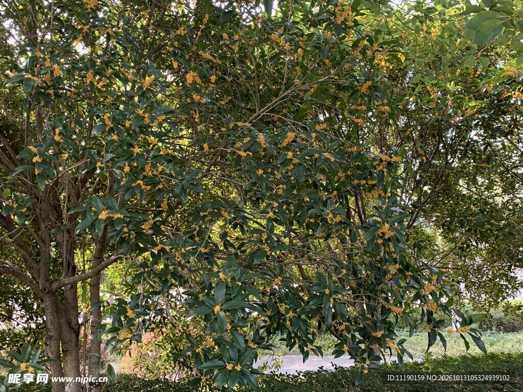 公园葱郁绿树自然景色