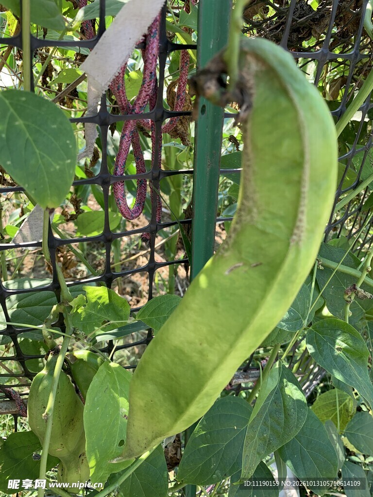 皇帝豆