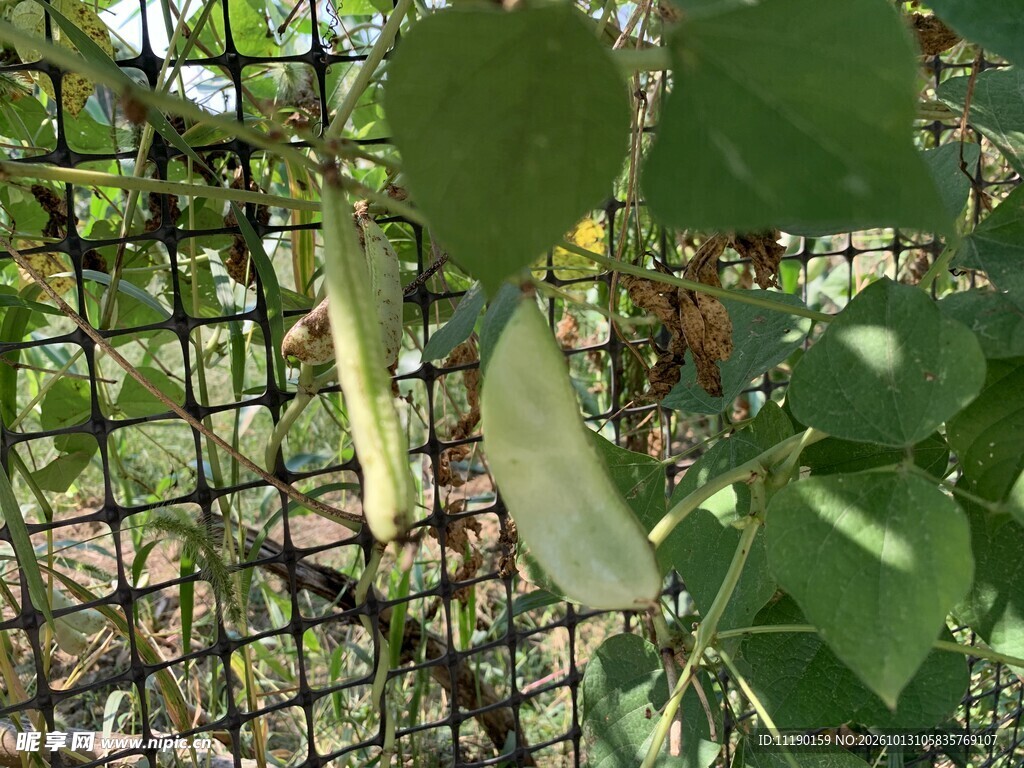 白扁豆