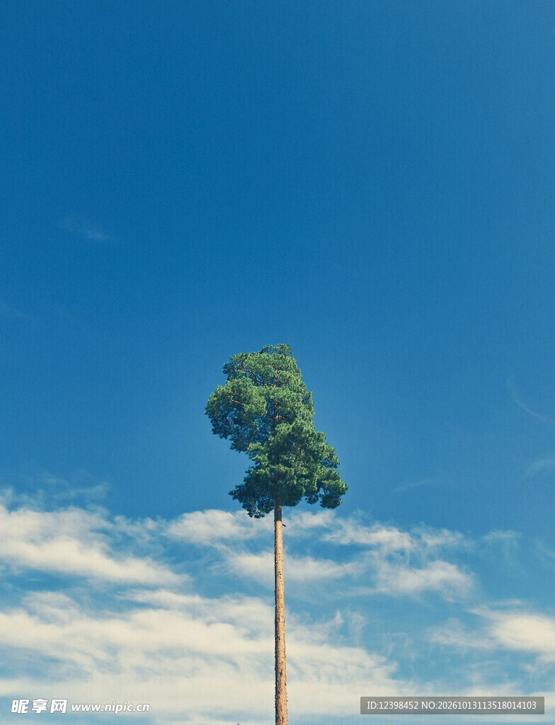 旷野孤树