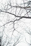 雪中树枝