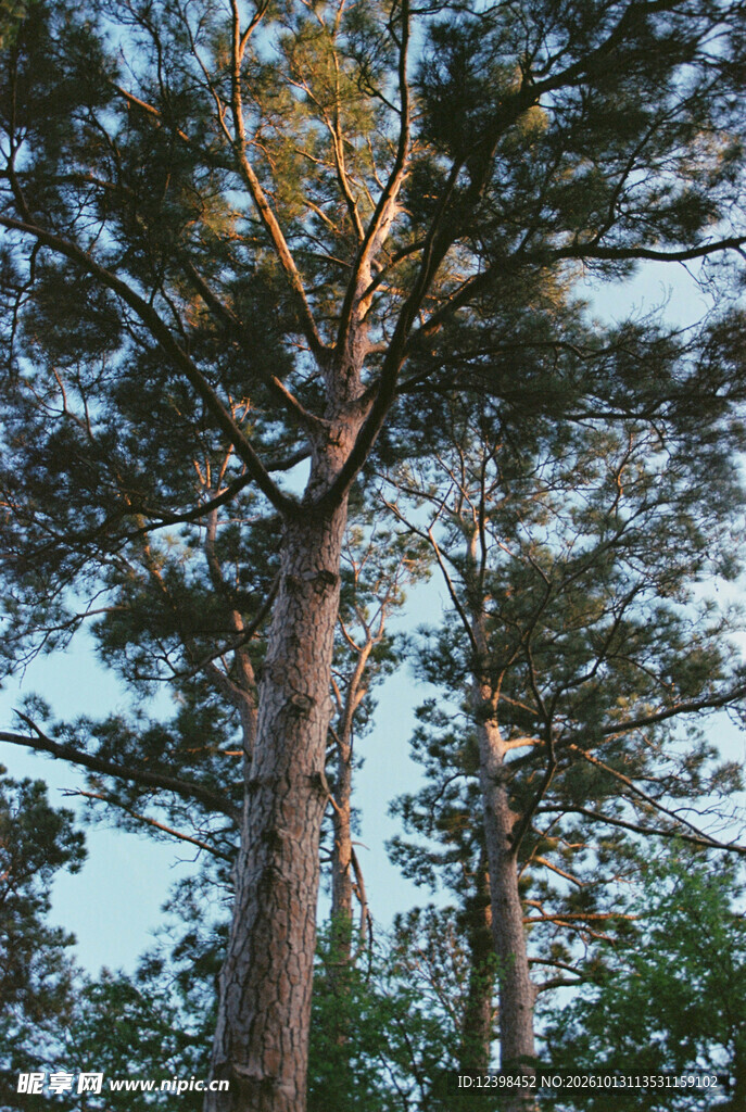 松树林