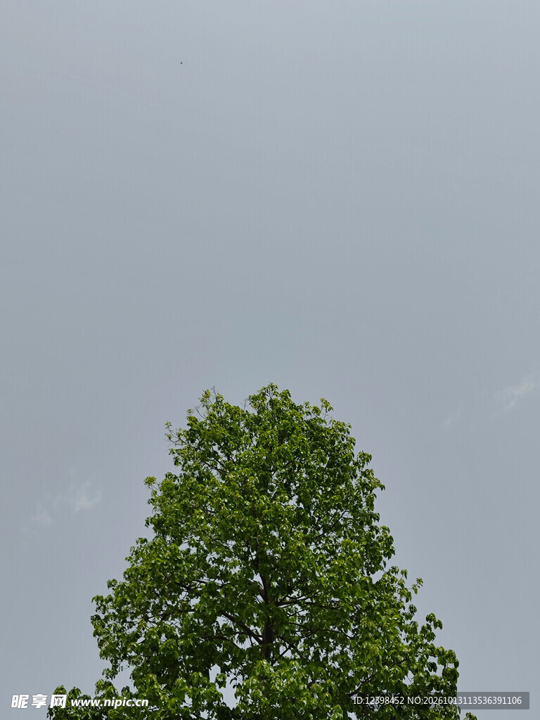 阴天绿树