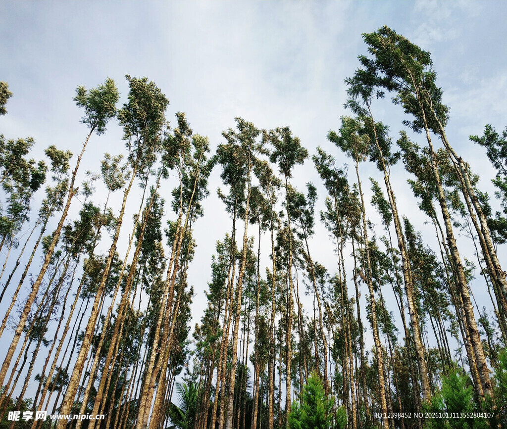 高耸树林