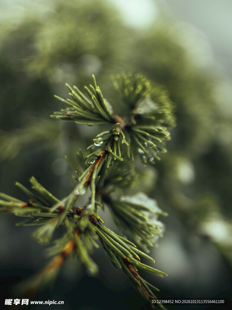 带露松枝
