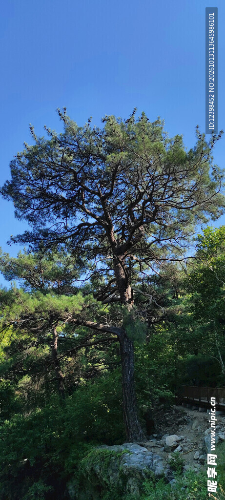 景观松树