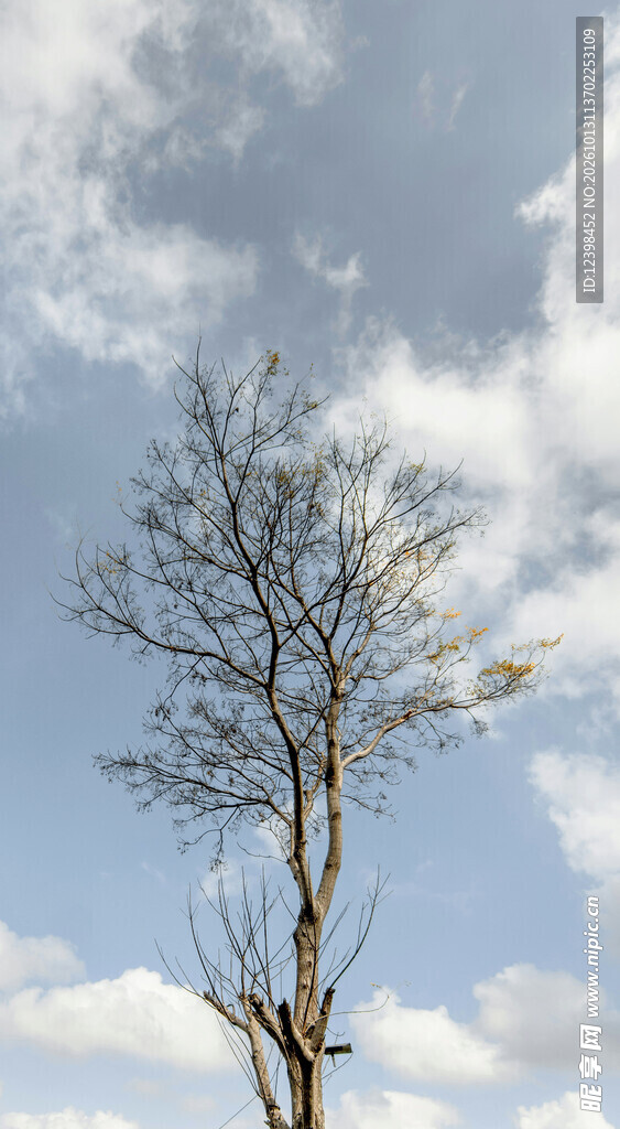 旷野孤树