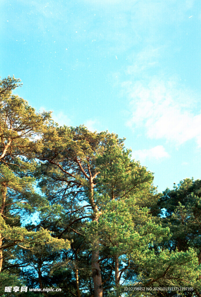 松林