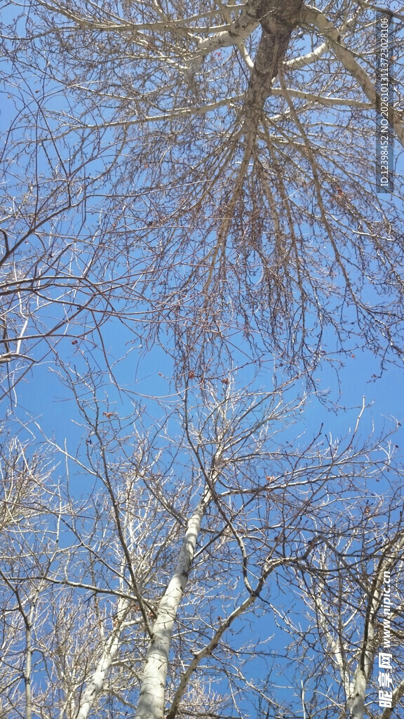 光秃树枝