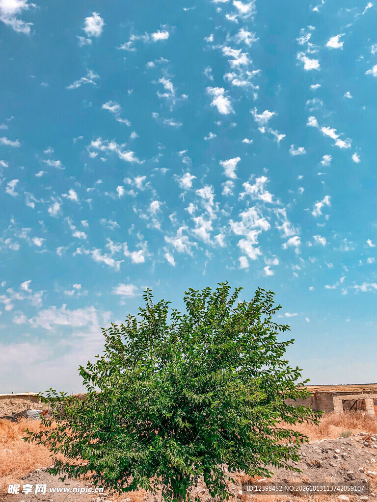 荒漠绿树