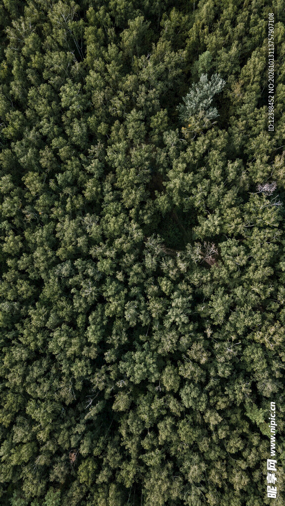 绿植纹理