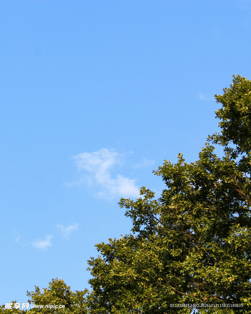绿树晴空