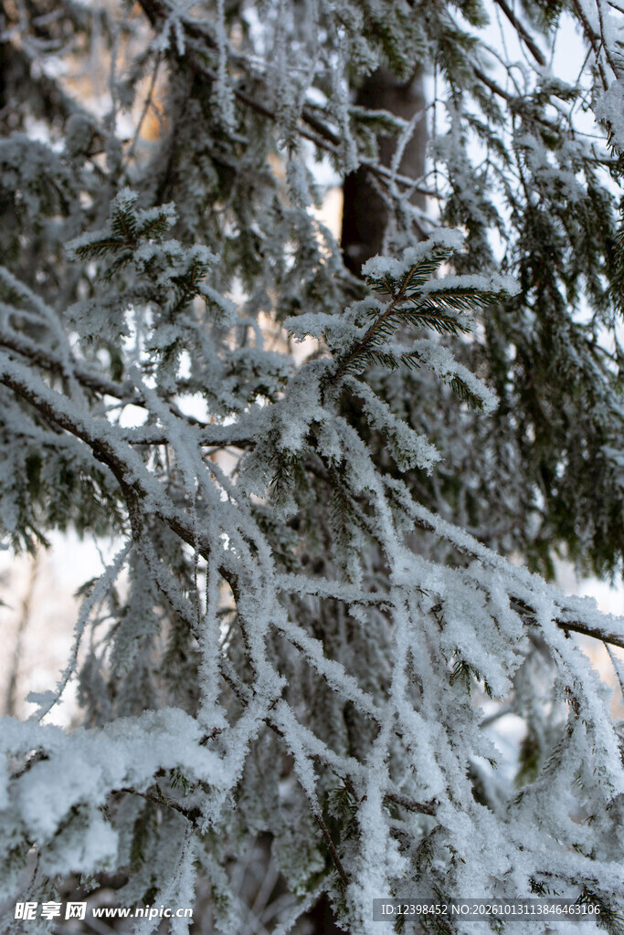 覆雪树枝