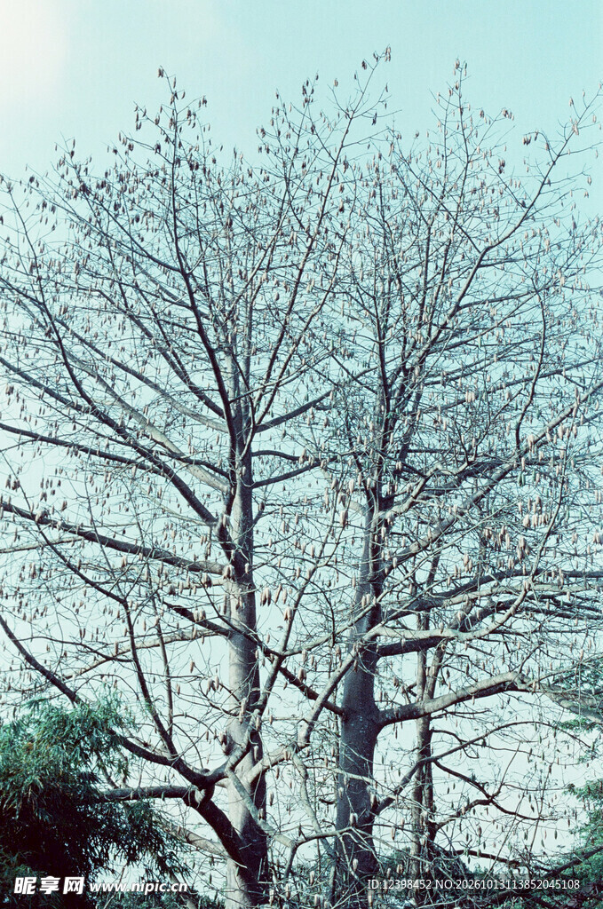 雾中枯树