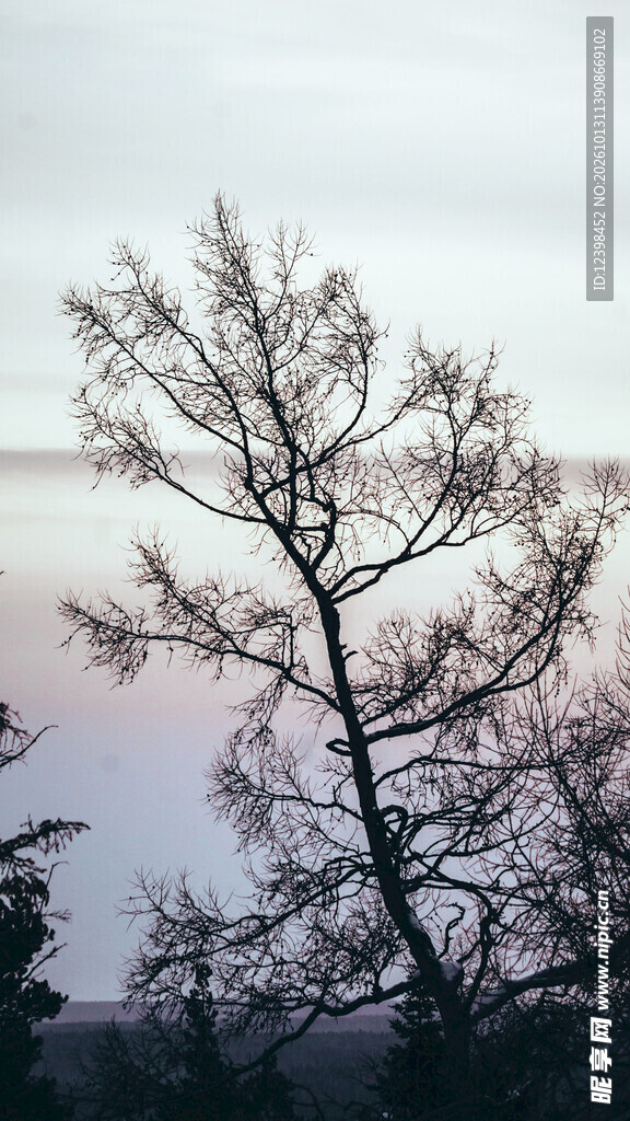 雾中孤树