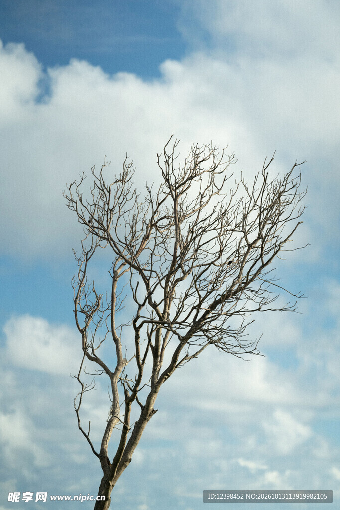 枯树枝