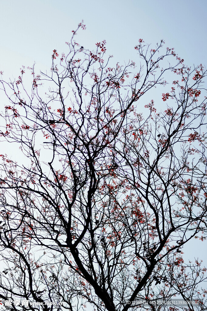 早春花树