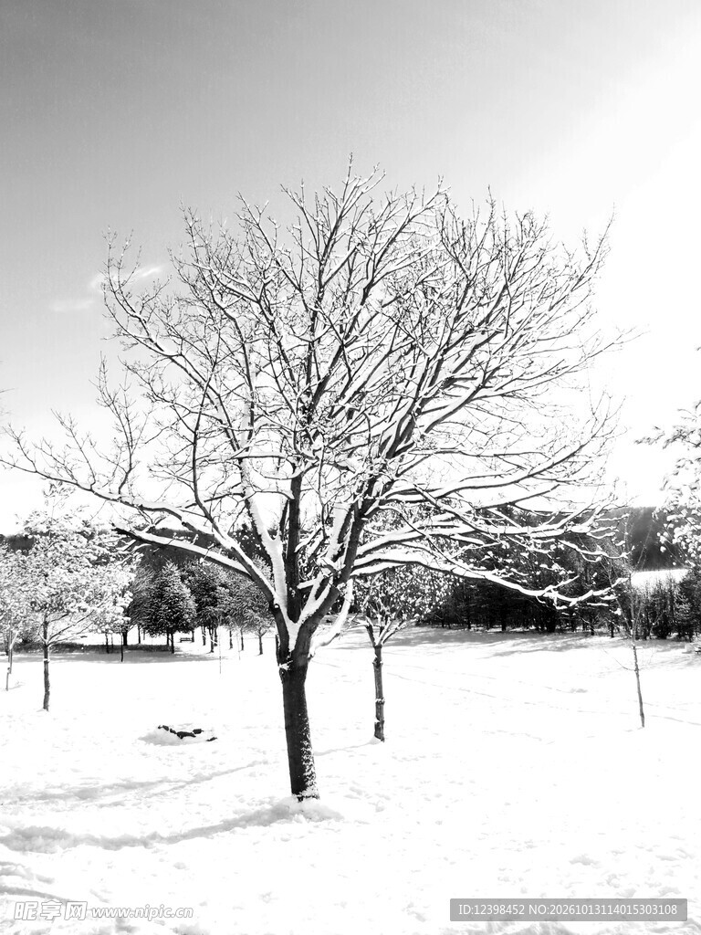 雪地孤树