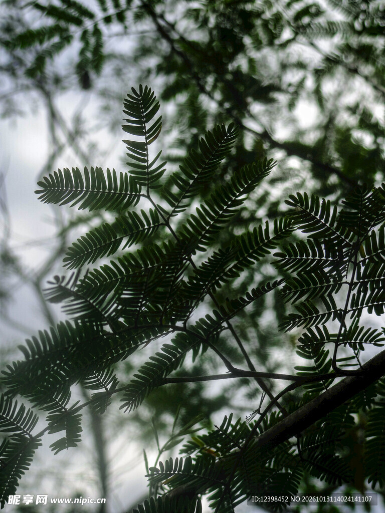 绿植枝叶