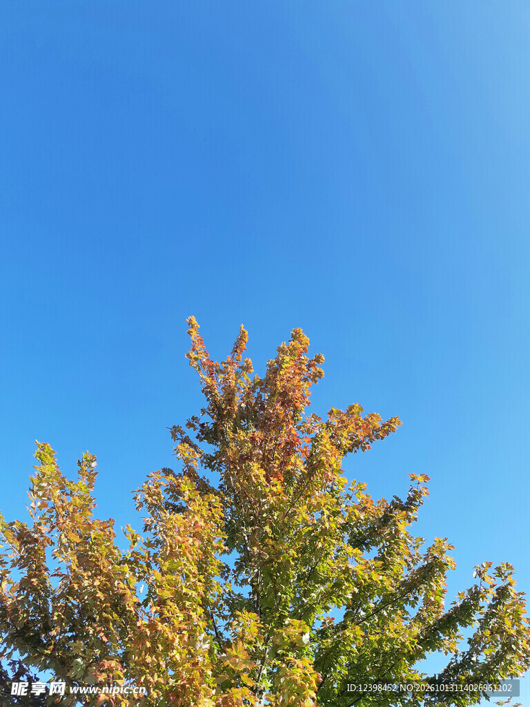 秋日树木