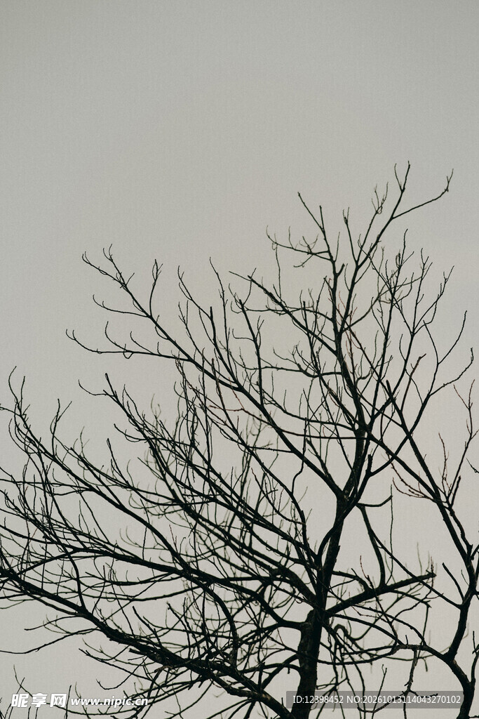 枯枝天空