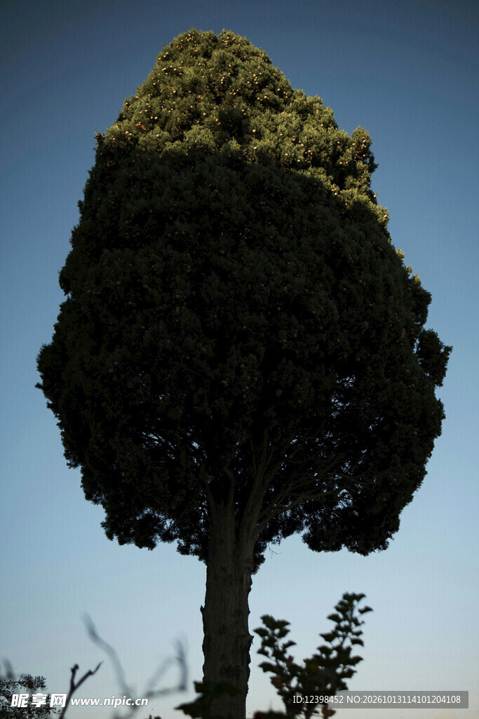 景观树