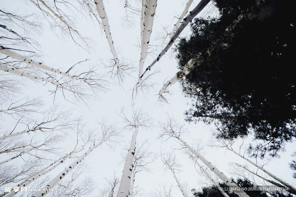 雪地林间
