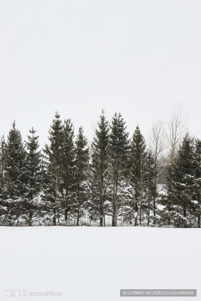 雪地松林
