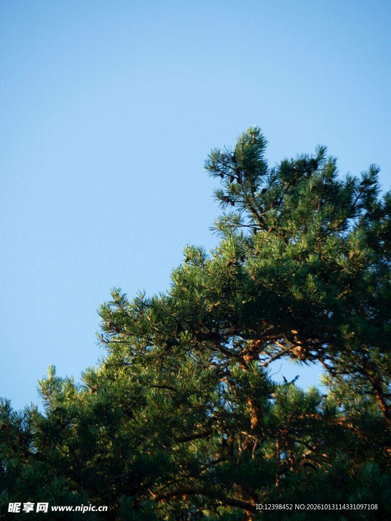 青松
