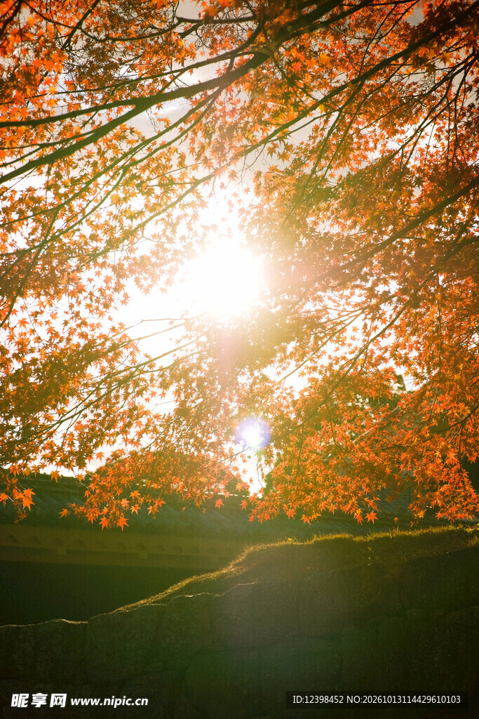 秋日林间