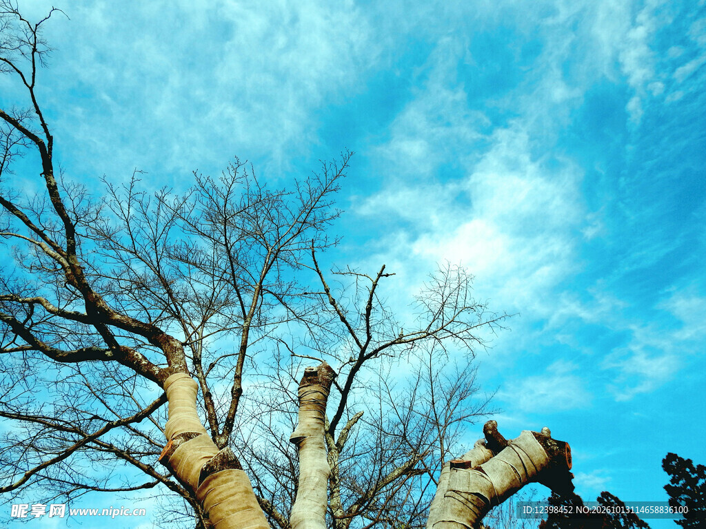 秃枝老树