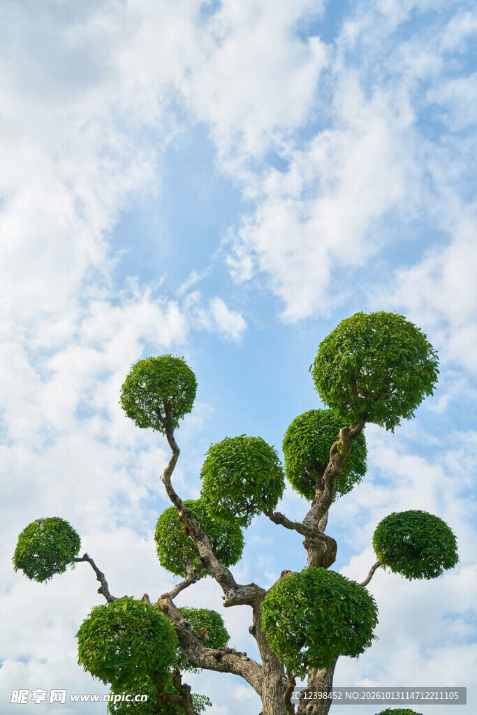 景观树