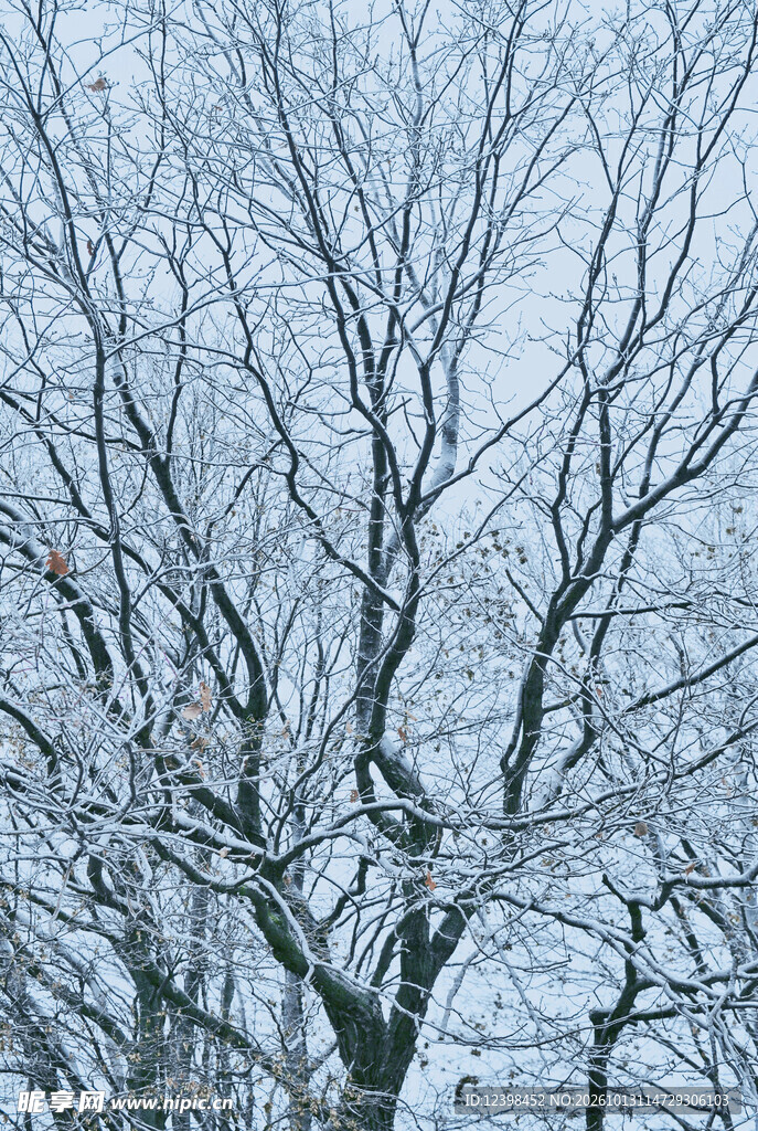 雪后秃枝