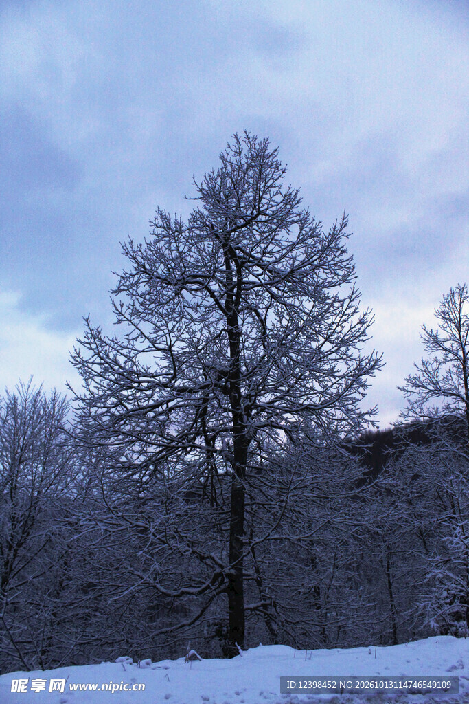 雪野孤树