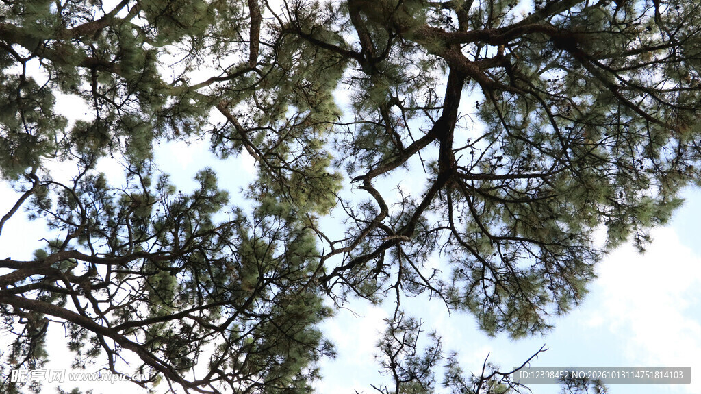 枝叶天空