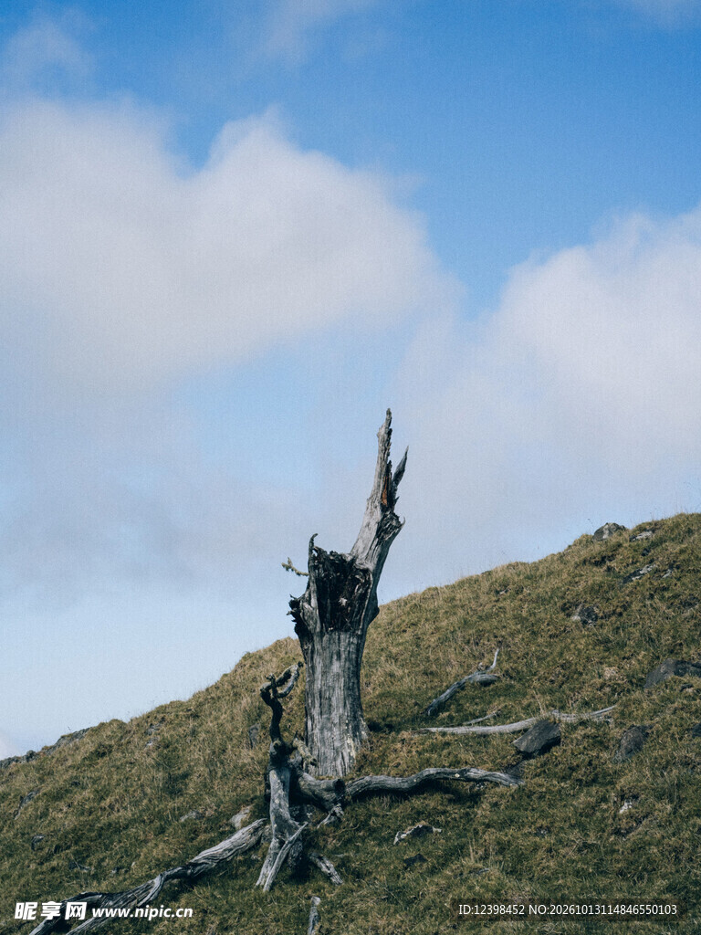 山坡枯木