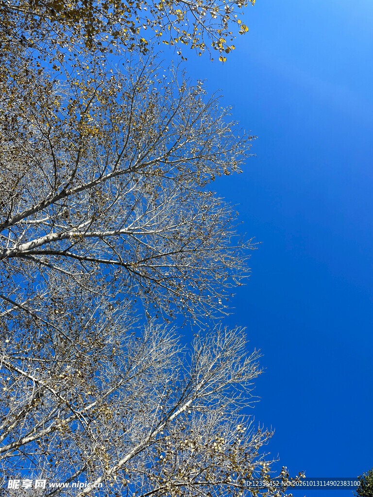 秋树枝桠