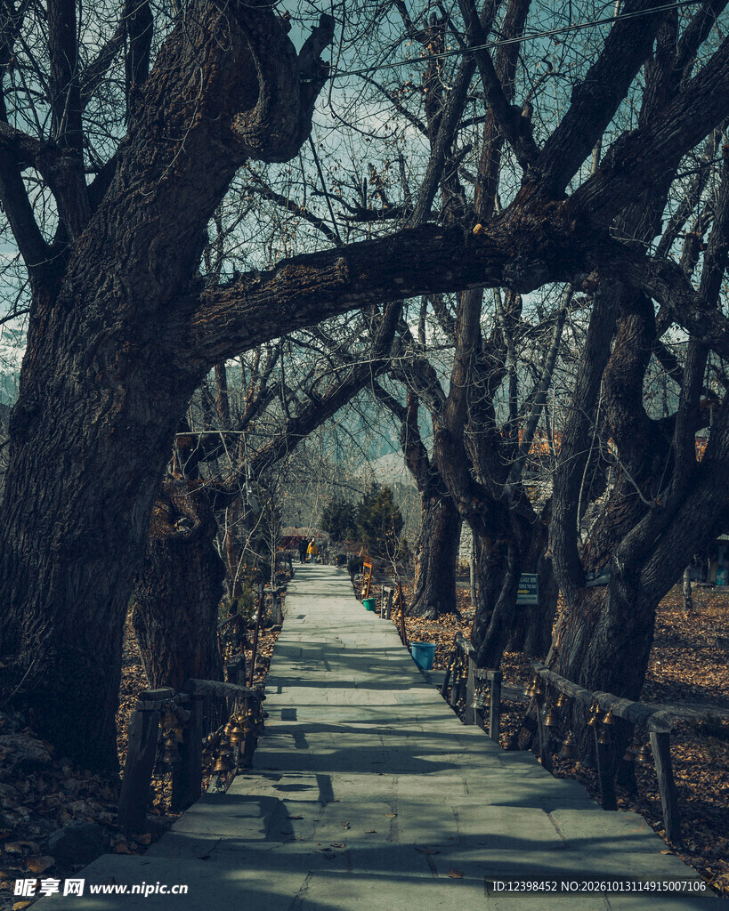 林荫步道