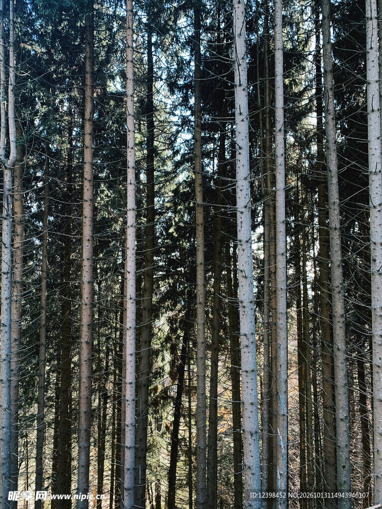 松林景观