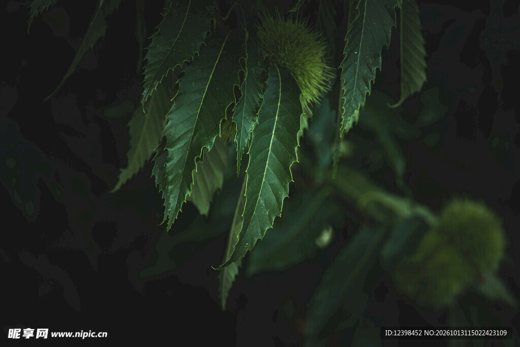 绿植枝叶