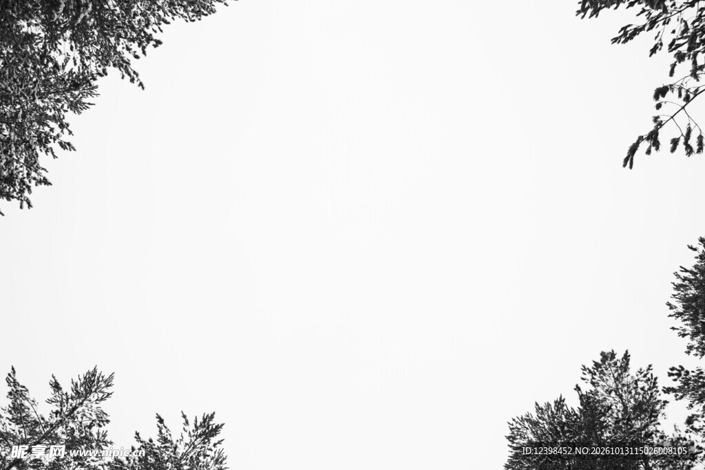 树影留白
