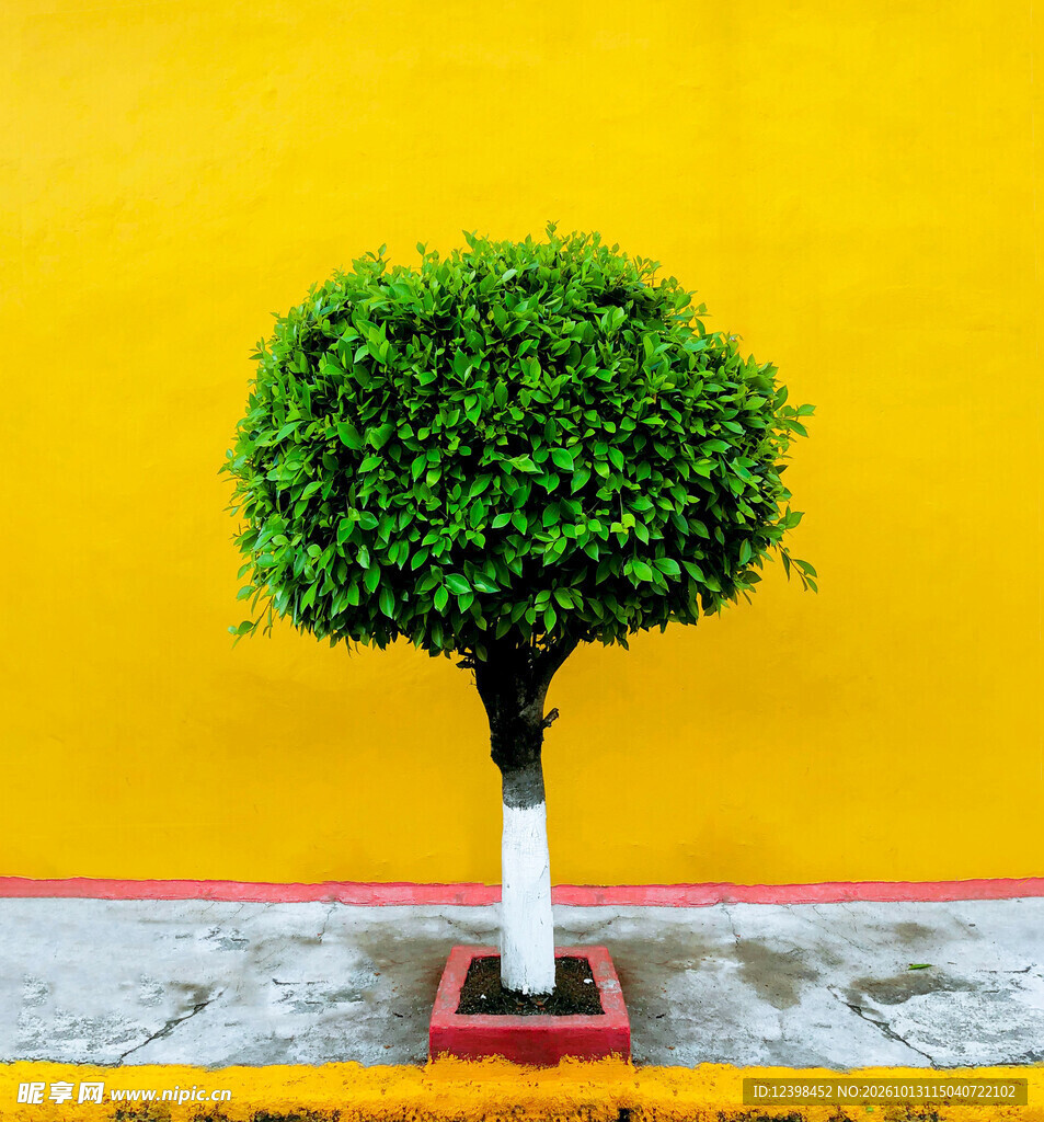 绿植盆栽