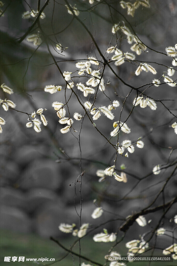 白色小花