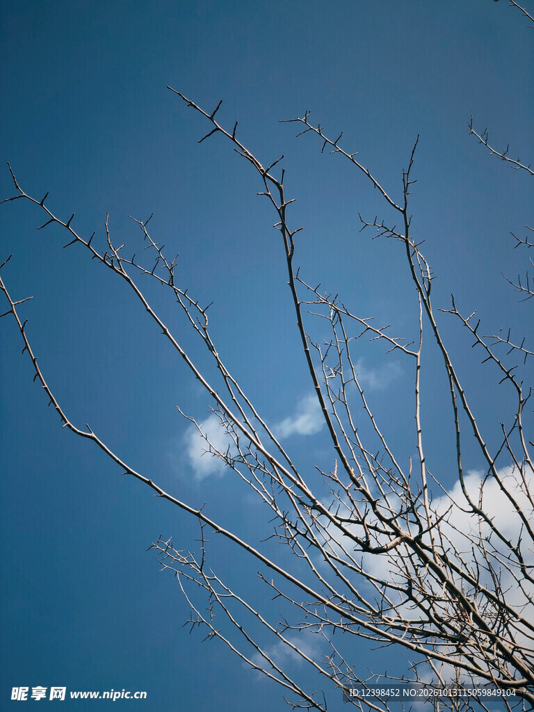 枯树枝