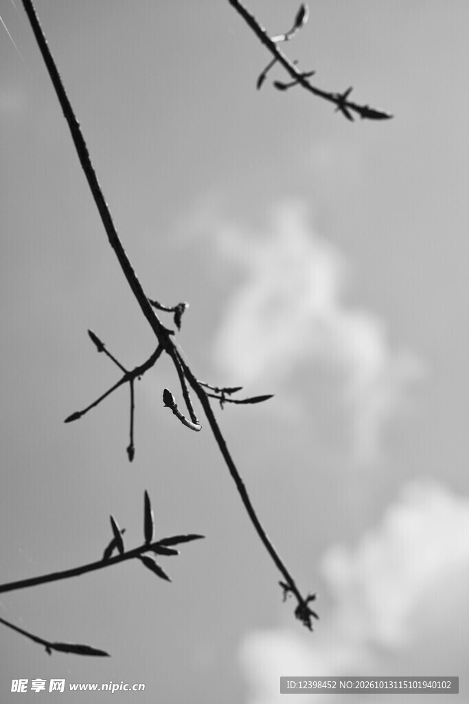 枯枝天空