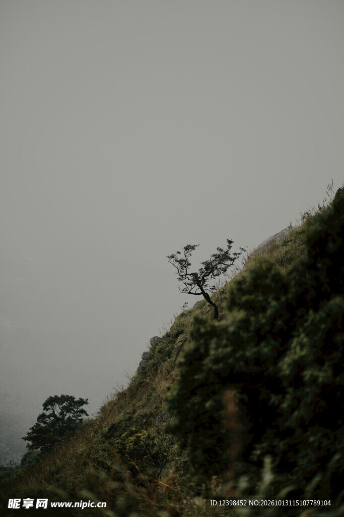 雾中孤树